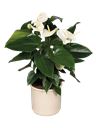 Pianta di anthurium bianco
