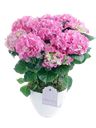 Pianta di ortensia rosa