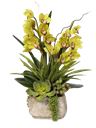 Pianta di orchidea cymbidium